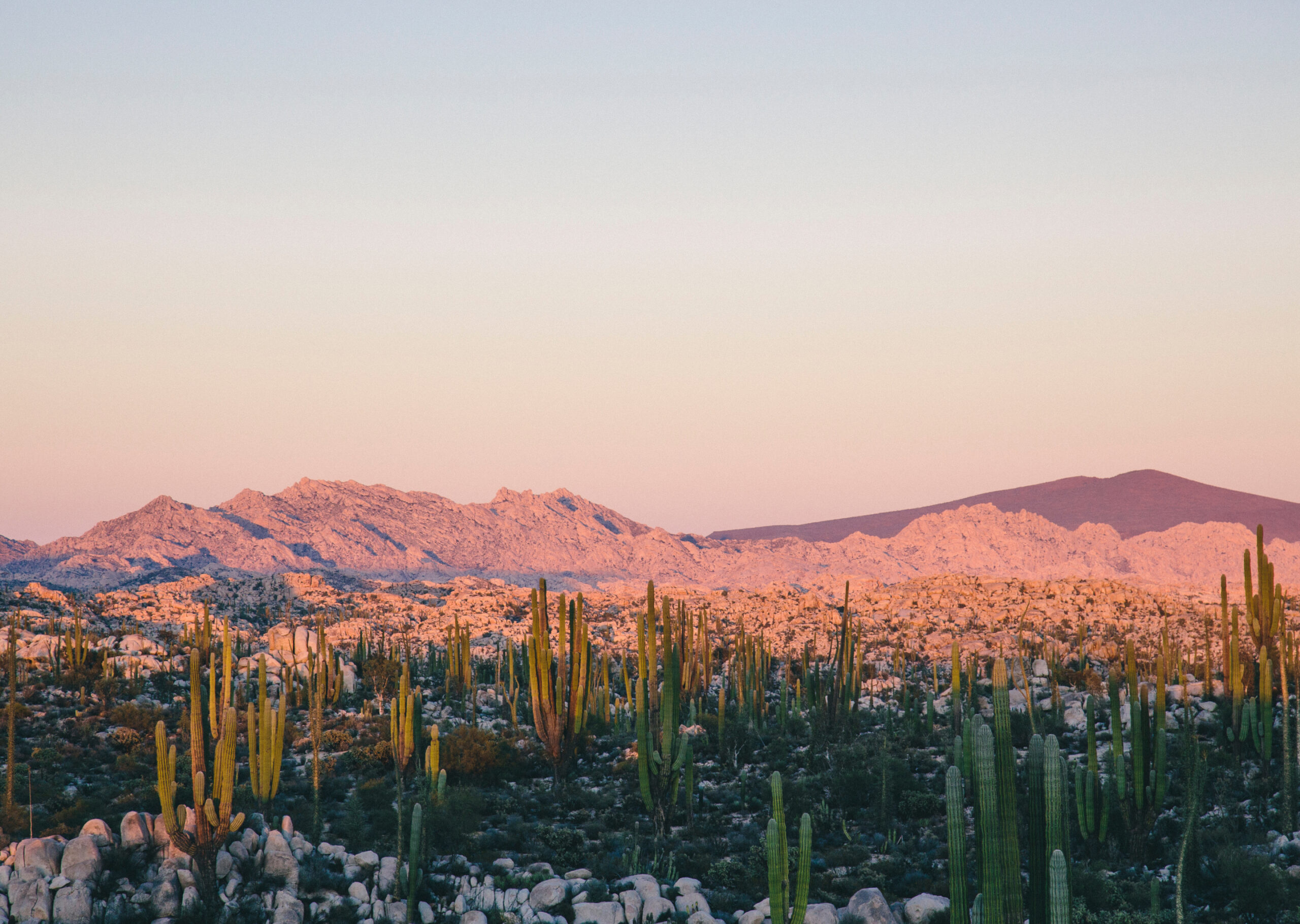 Cacti-covered desert landscape in Peoria, AZ, with distant mountains under a pastel-toned sky at sunset, capturing the serene beauty near Saddleback.