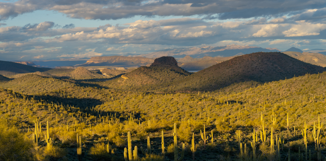 A desert landscape with rolling hills and scattered cacti under a cloudy sky, illuminated by low sunlight.